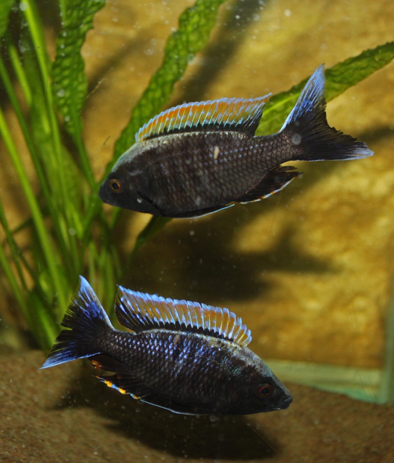 Copadichromis sp. 'firecrest' Gome